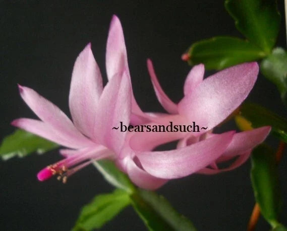 Schlumbergera Exotica Agnetha Christmas Cactus Starter Plant Indoor Houseplant, Trailing, Vibrant Blooms