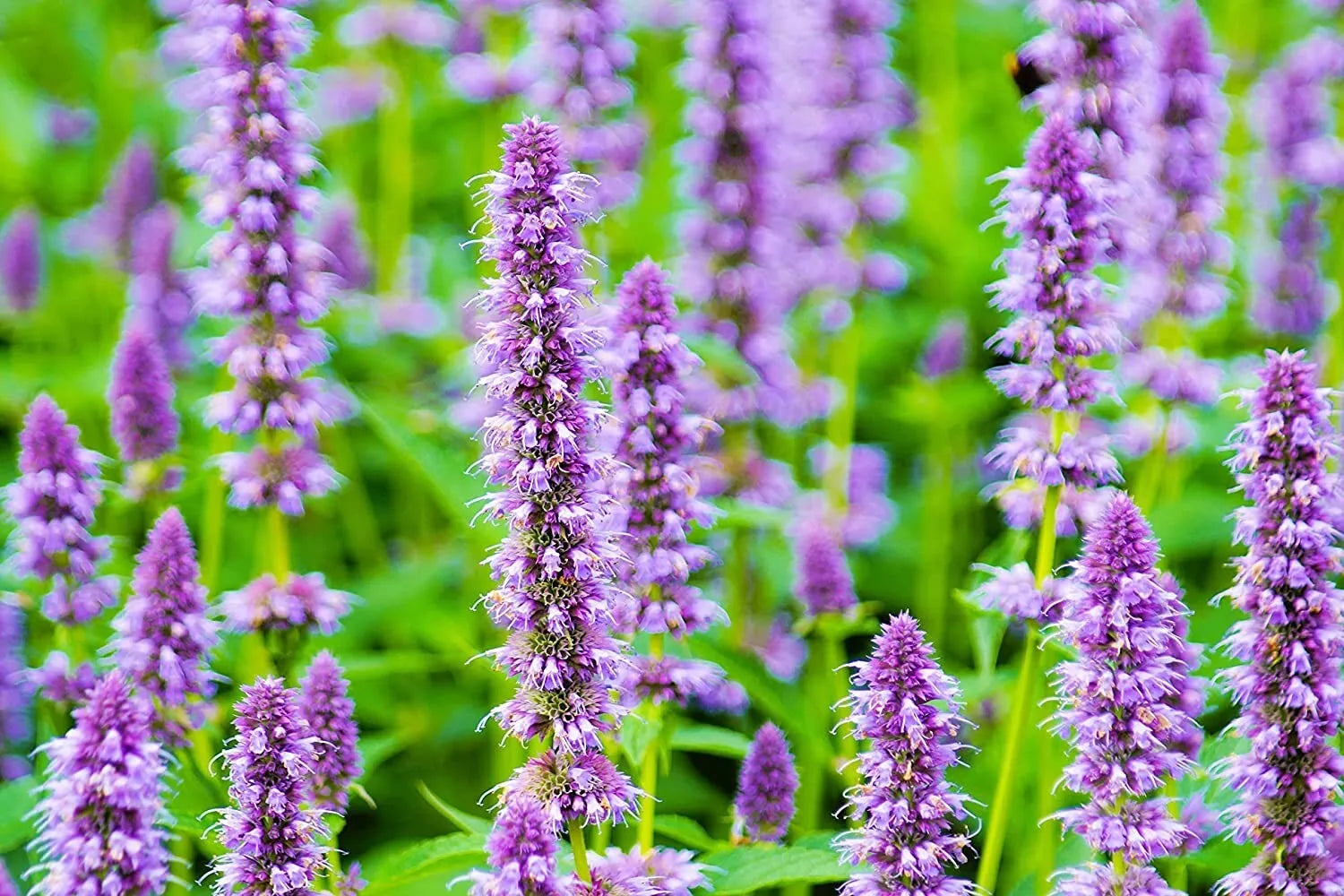 Anise Hyssop Seeds 100+ Count | Agastache foeniculum Wildflower Seeds for Pollinator Gardens & Attracting Bees