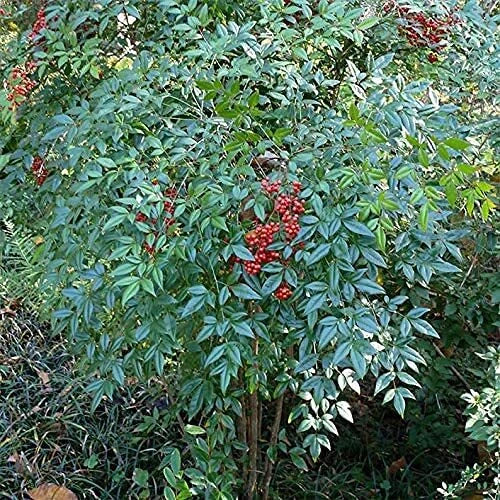 Bamboo Seeds for Planting - 100+ Count - Exotic Fast-Growing Phyllostachys spp.