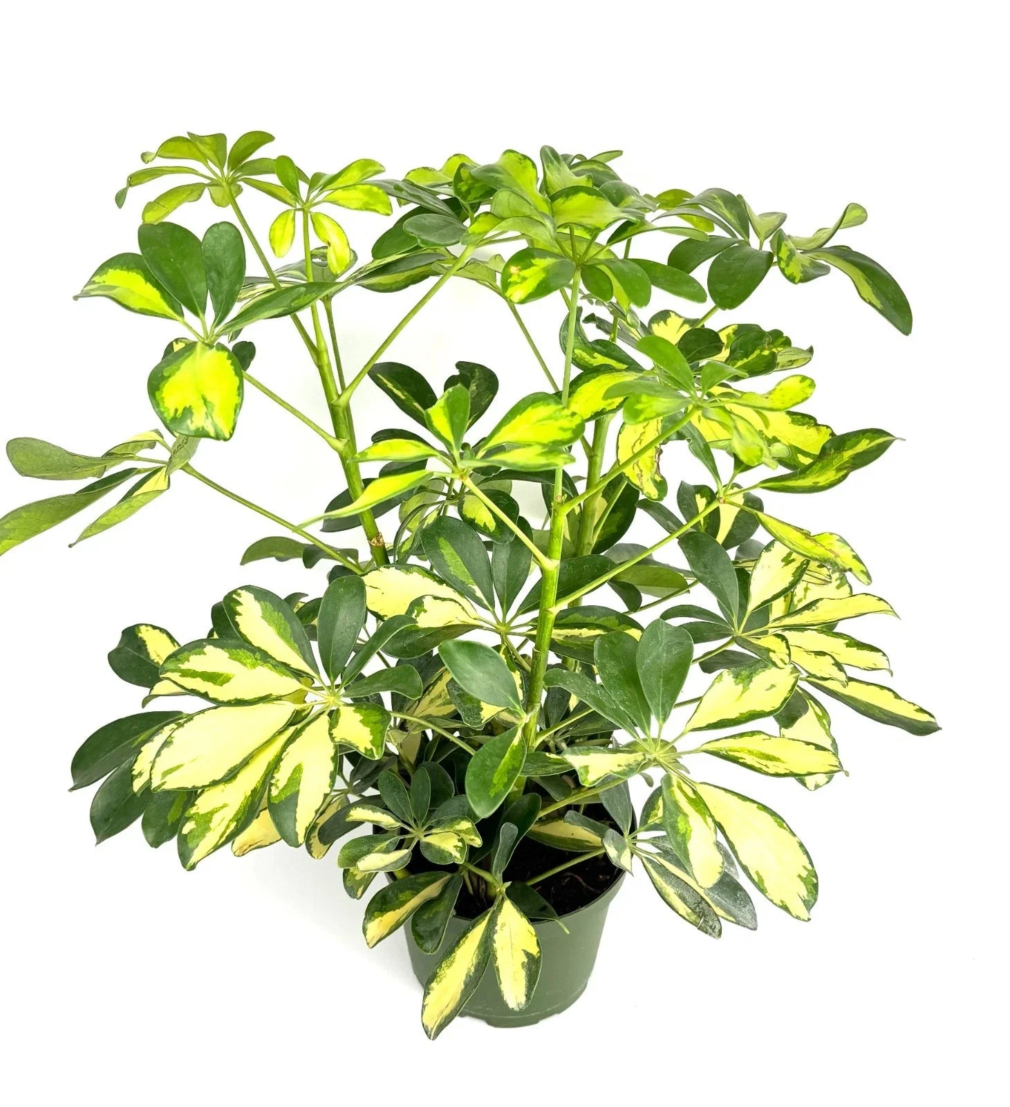 Gold Umbrella Tree Houseplant 6" Pot - Schefflera Arboricola Gold Capella Indoor Plant for Home Decor