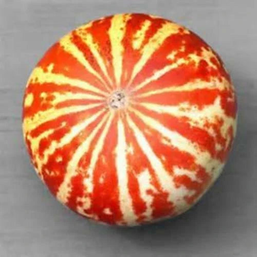 Tigger Melon Seeds - 10 Rare Striped Fruit Cucumis melo var. tigrinus for Home Gardening