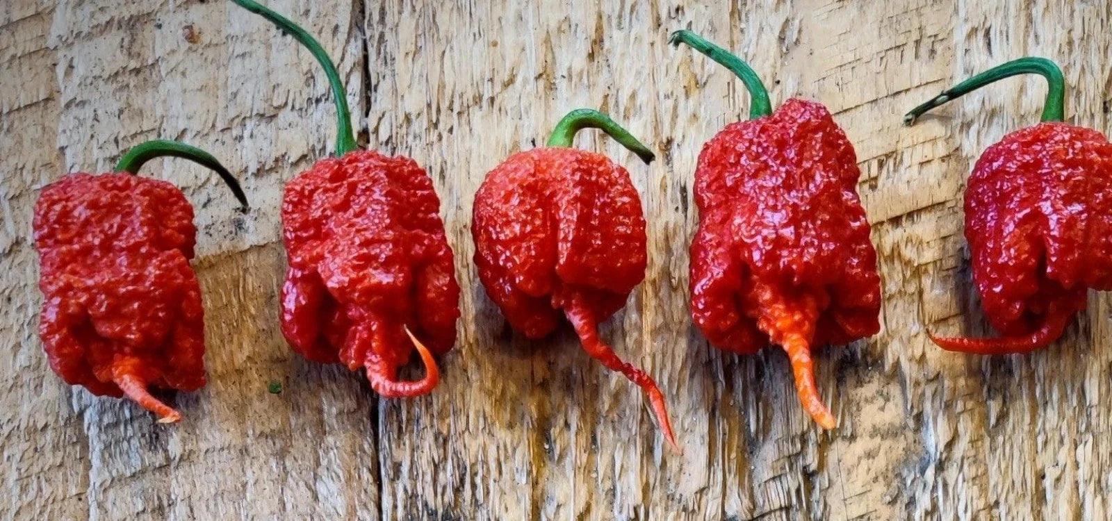 Carolina Reaper Pepper Seeds - 15 Super-Hot Red Capsicum chinense Seeds for Spicy Gardens and Culinary Use