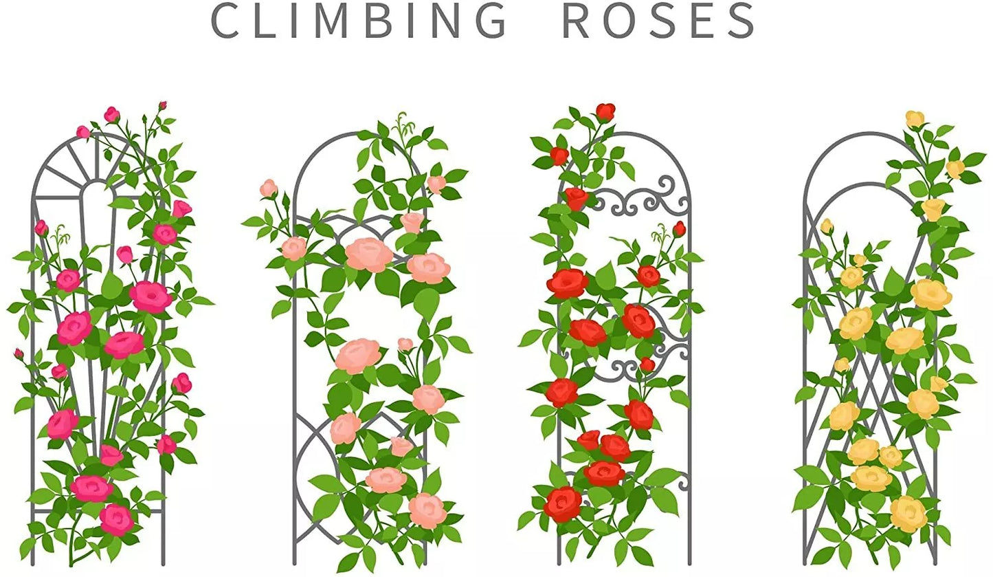 Climbing Rose Vine Seeds - 30+ Colorful Rosa spp. for Garden Trellises & Fences