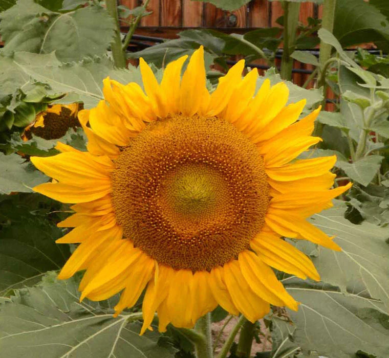 Dwarf Incredible Sunflower Seeds | 100 Non-GMO Seeds | 8" Flowers | Helianthus annuus
