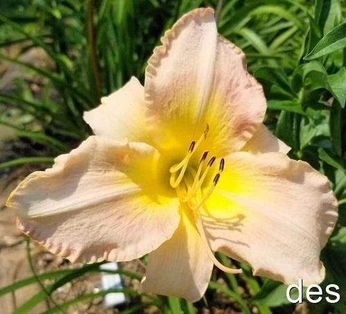 Daylily Live Plant - Elegant Finale, Very Late Bloomer, Hemerocallis, Perennial Garden Flower