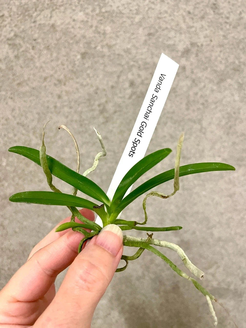 Vanda Orchid Plant - Potted 6-inch - Sanchai Gold Spots Orchid - Exotic Flowering Houseplant - Vanda Sanchai