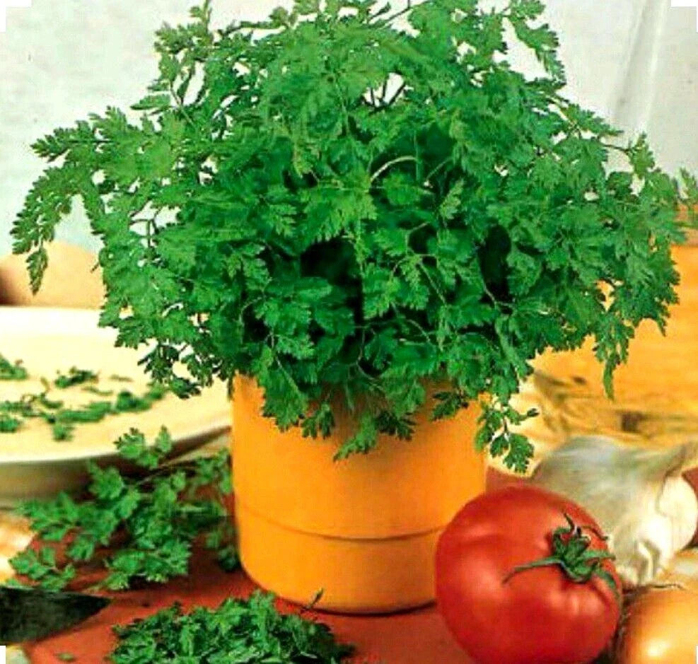 Chervil Seeds - Organic Non-GMO Culinary Herb - Anthriscus cerefolium - 350+ Seeds for Indoor & Outdoor Gardening