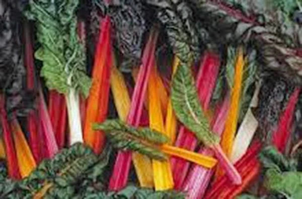 Swiss Chard Seeds 500 Heirloom Rainbow Non-GMO Beta vulgaris var. cicla Vegetable Seeds