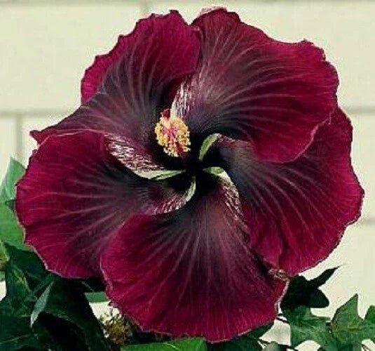 Dark Red Black Hibiscus Seeds - 20 Perennial Hibiscus acetosella Flower Seeds