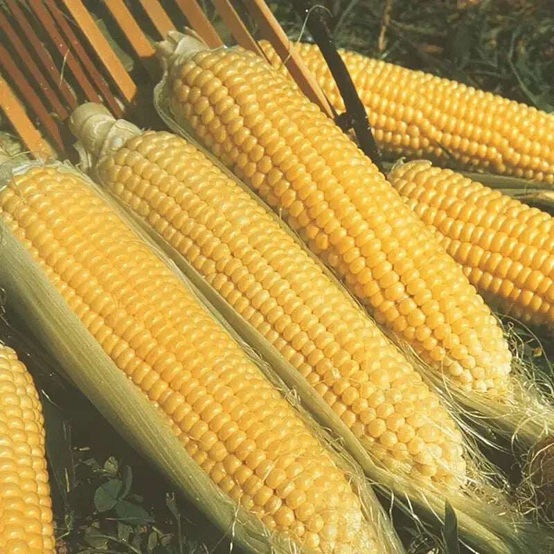 Kandy Korn Sweet Corn Seeds - Early Hybrid High Sugar Zea mays