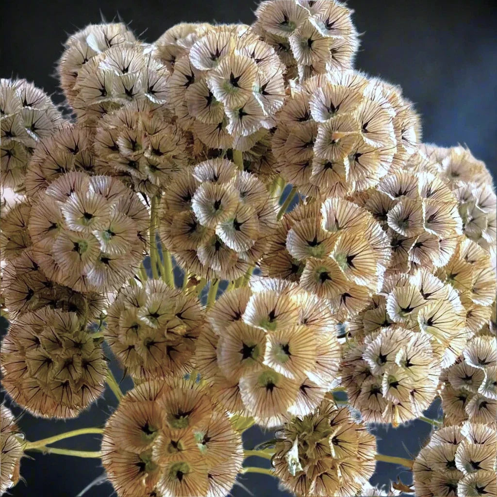 Starflower Pincushion Seeds - Lomelosia Scabiosa - Vibrant Drumstick Flowers for Garden, Borders & Containers