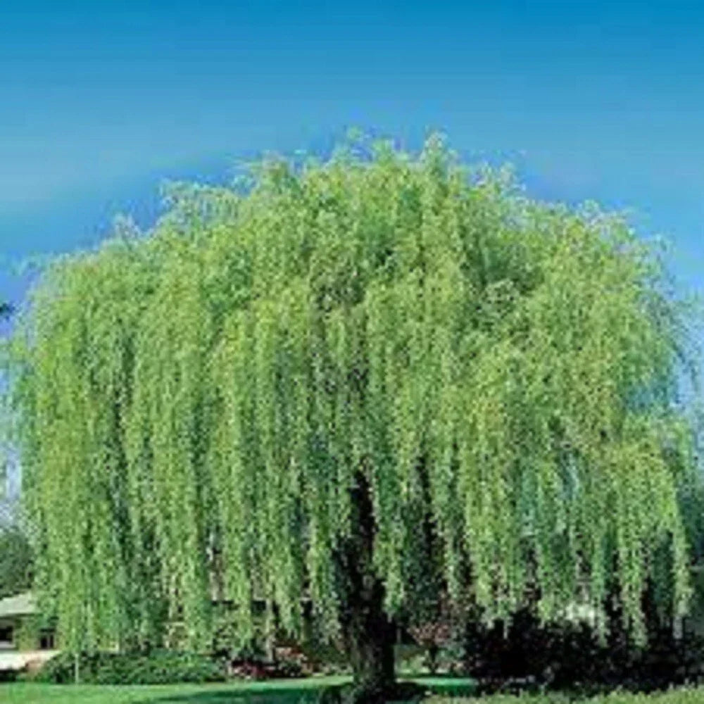 Weeping Willow Cuttings 10 Unrooted Salix babylonica for Water Gardens, Shade & Privacy