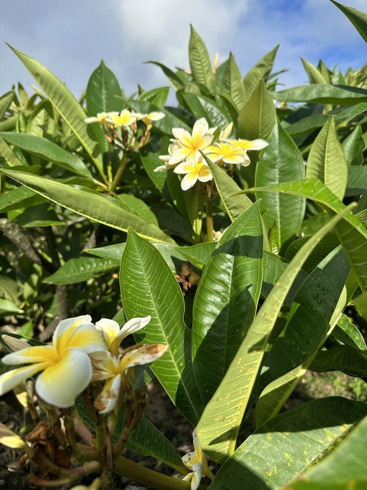 Yellow Plumeria Cutting 10 Inch Unrooted Starter Plumeria alba Tropical Garden Plant