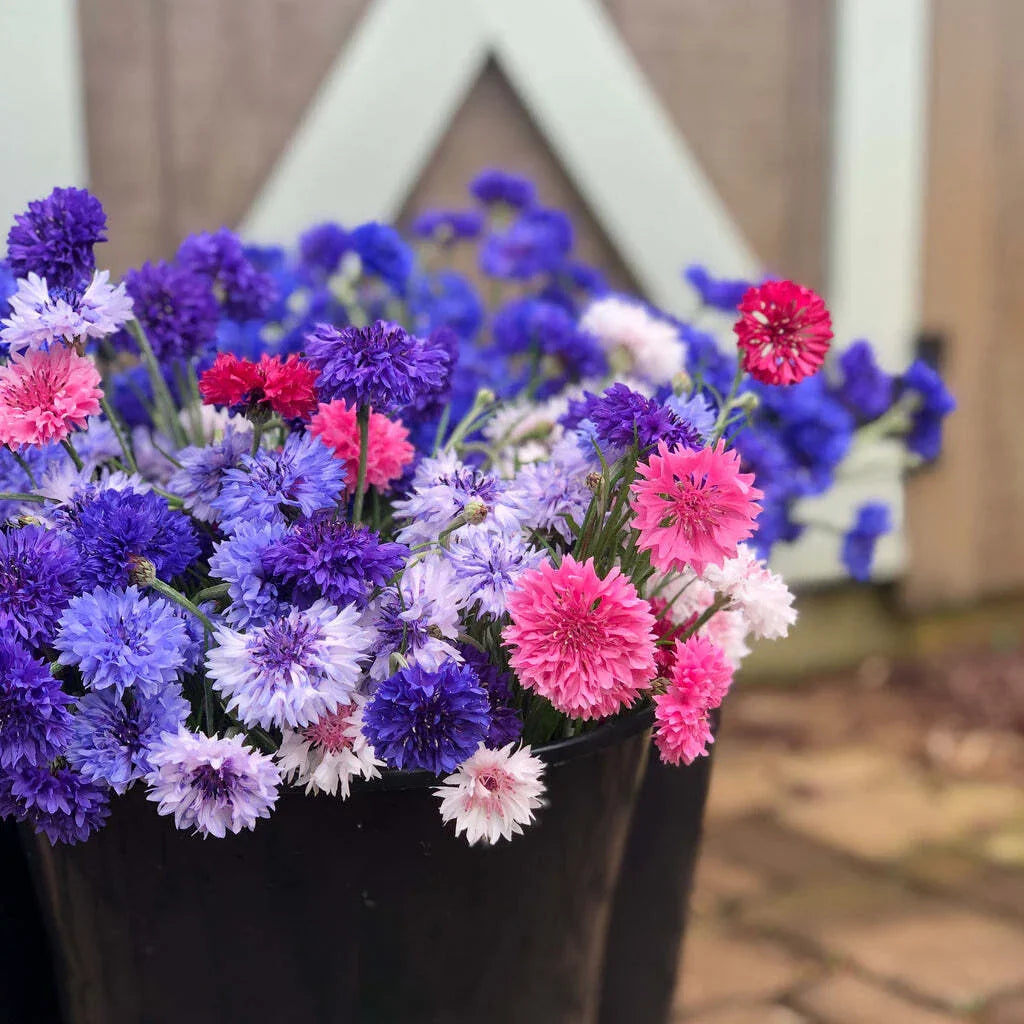 Bachelor Button Seeds Mix - Colorful Centaurea cyanus for Cutting Gardens