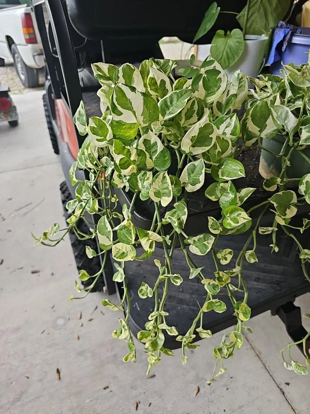 Large 6" Pot Pothos 'N'joy' Live Plant - Variegated Epipremnum aureum Houseplant