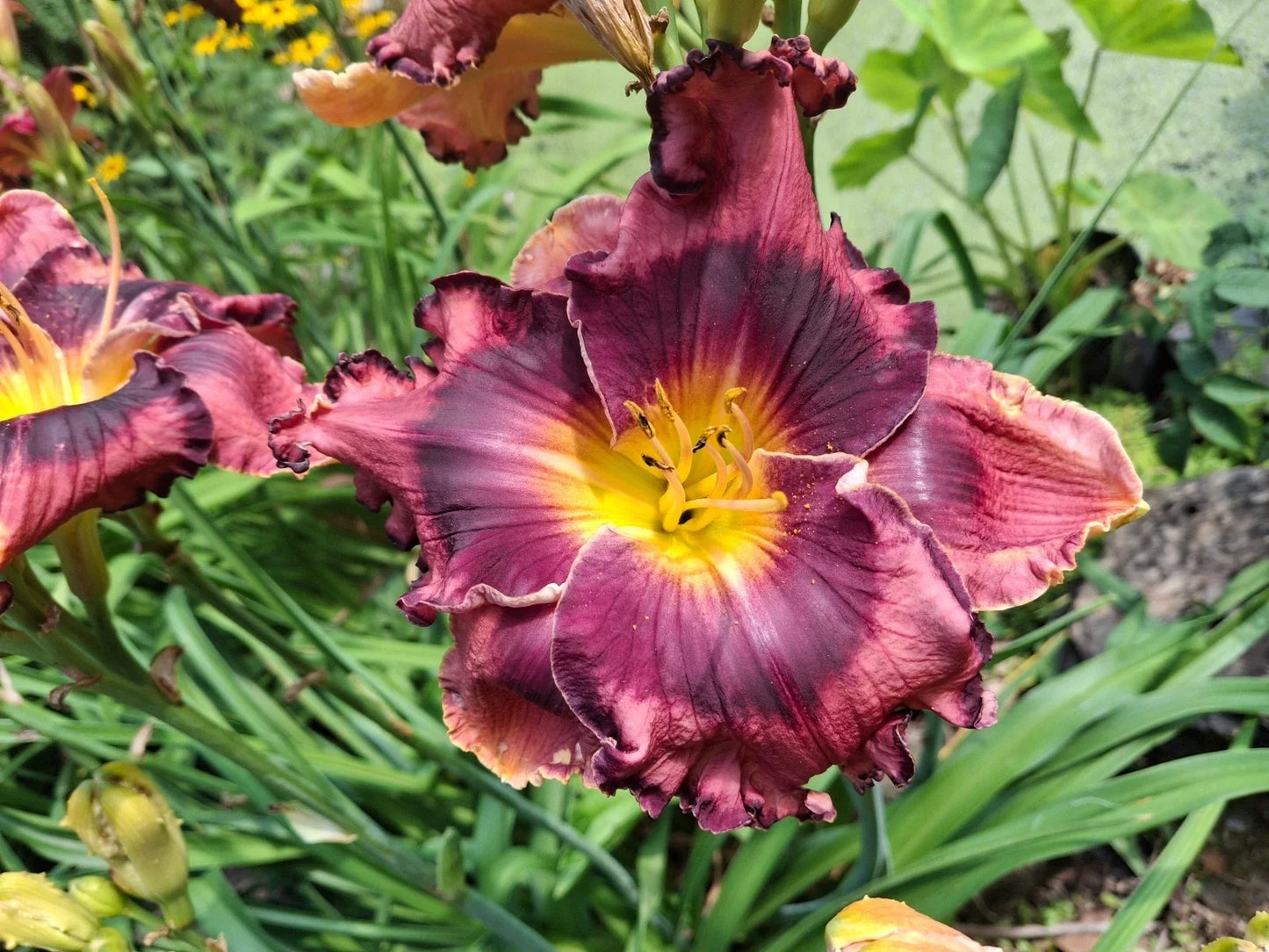 Daylily Bareroot Plant - 'When The Band Played On' Perennial Flowering Hemerocallis