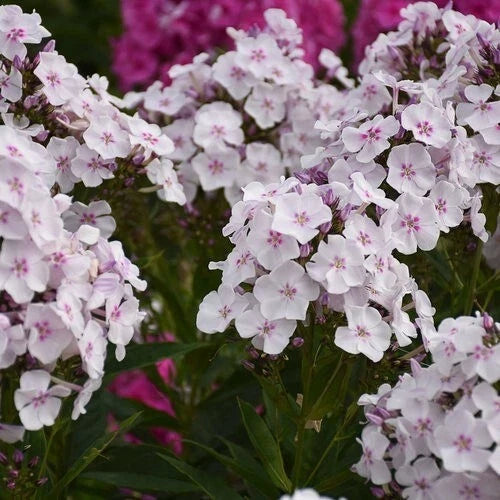 Party Girl Phlox Seeds - 100+ Pack, Pink & White Blooms, Phlox paniculata, Garden Planting, Easy Grow, Attracts Pollinators
