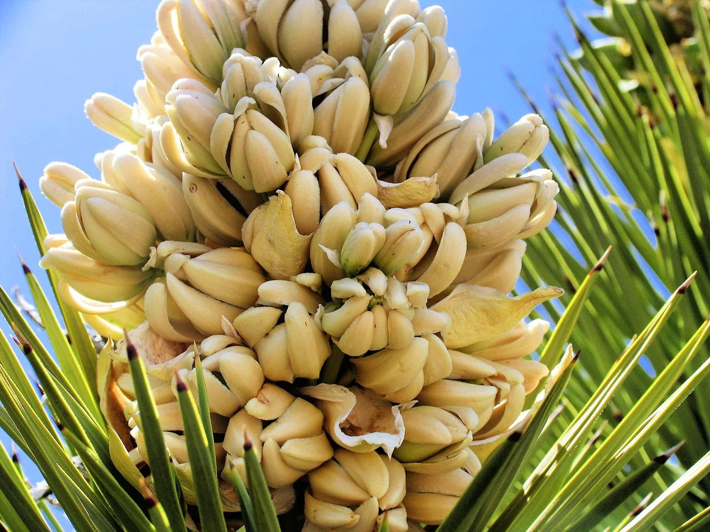 Yucca Palm Tree Seeds 10 Pack - Joshua Tree, Drought-Resistant Yucca brevifolia for Landscaping