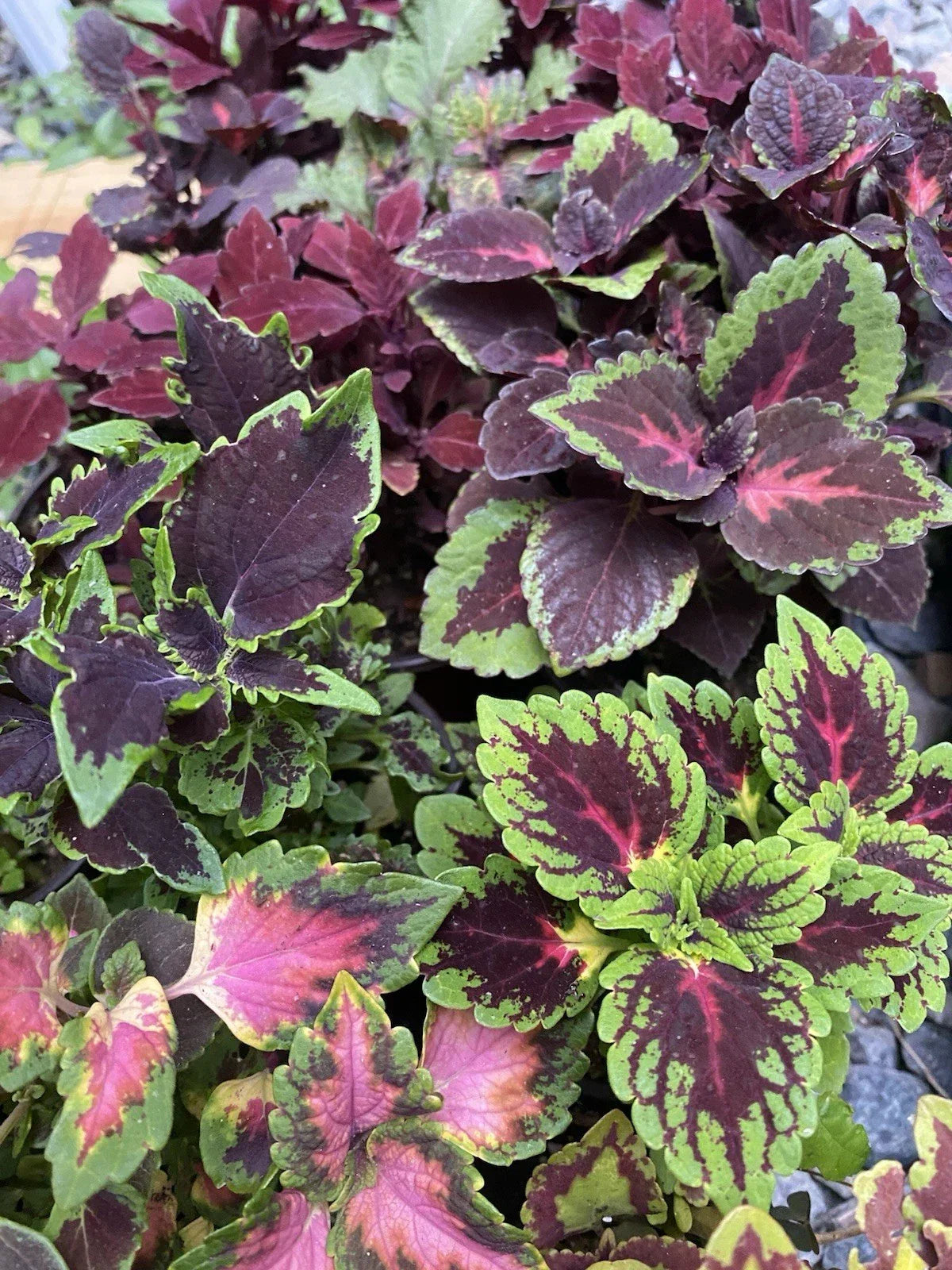 Coleus Live Rooted Cuttings - 5 Assorted Varieties with Vibrant Foliage for Indoor & Outdoor Gardening