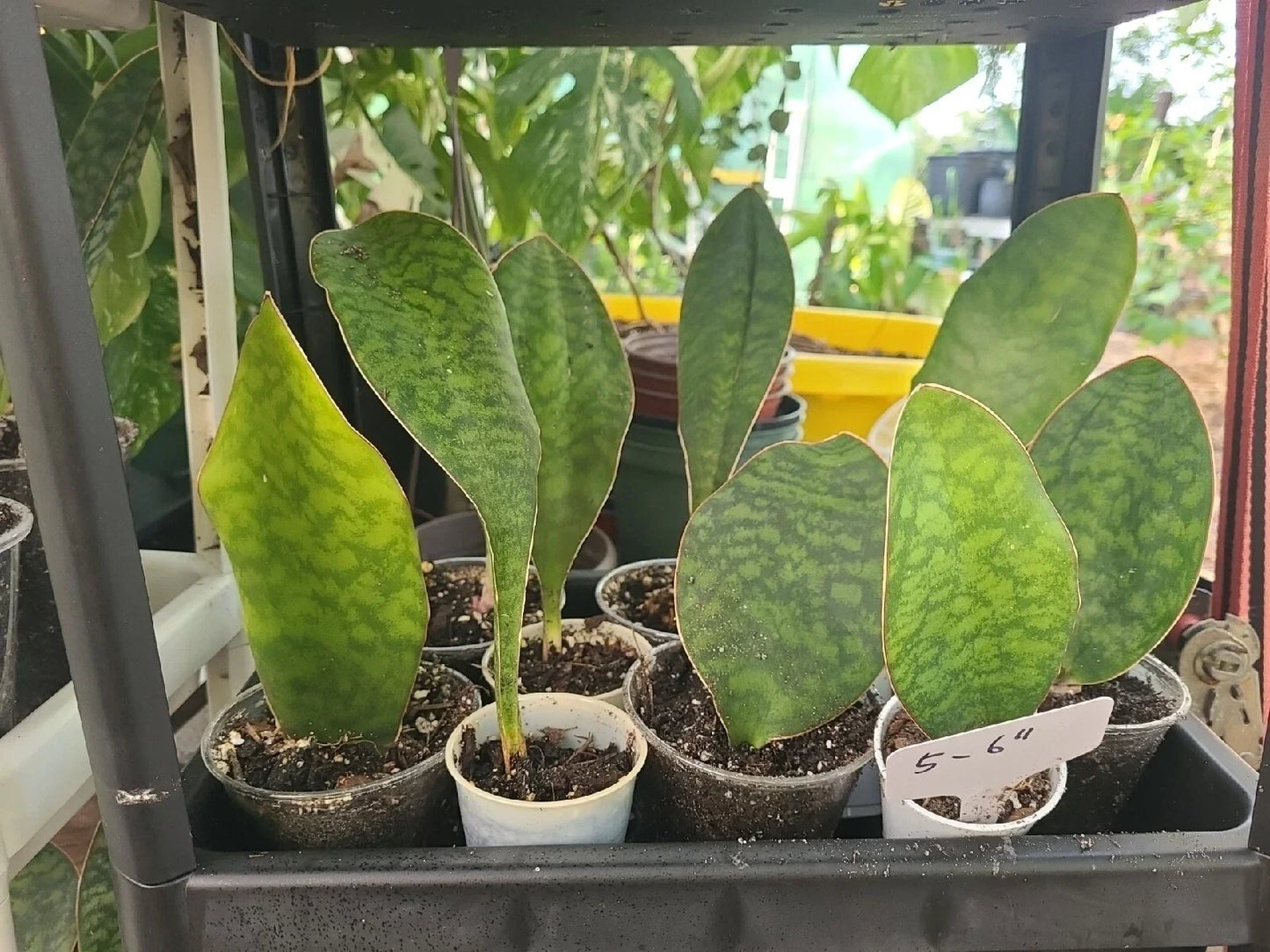 Baby Sansevieria Masoniana Whale Fin Snake Plant 5-6" in 2.5" Pot - Rooted Indoor Succulent
