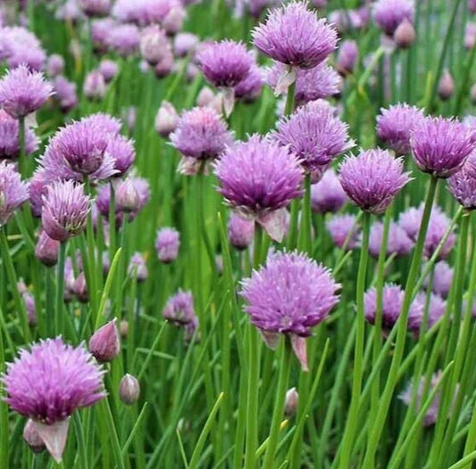 Chives Seeds 1000+ Perennial Herb with Purple Flowers Allium schoenoprasum Garden Plant