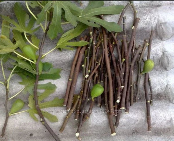Fresh Fig Tree Cuttings - Organic Varieties Ficus carica for Propagation, Black Mission, Kadota, Adriatic