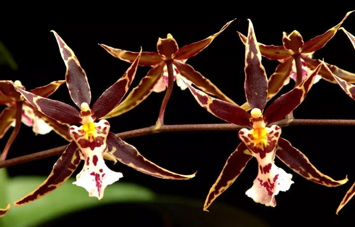 Orchid Plant Brassidium Golden Gamine 'White Knight' 2.5" Pot - White Blooms, Indoor Orchid, Easy Care