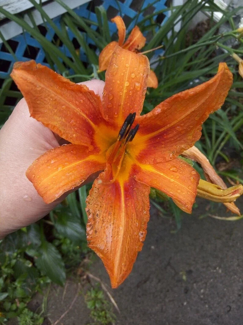 Orange Tiger Lily Plants 5-Pack Bare Root Perennial Hemerocallis fulva Drought-Tolerant Garden Flowers
