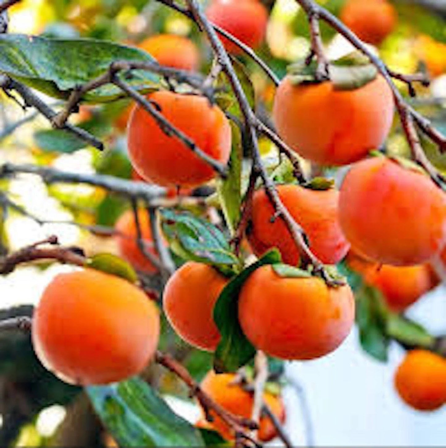 Live American Persimmon Tree Bare Root 12-24in Diospyros virginiana Deciduous Fruit Tree for Garden or Orchard