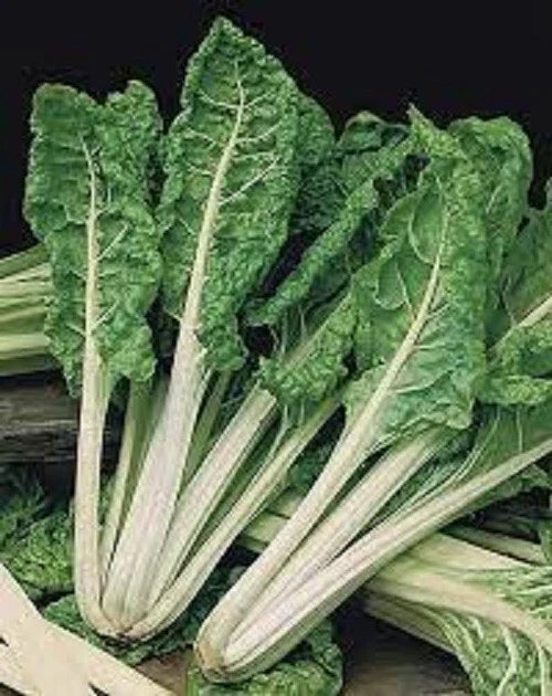 Organic Heirloom Swiss Chard Seeds - Green Lucullus Variety, Non-GMO, Edible Leafy Greens, Beta vulgaris subsp. cicla, Packaged Seeds