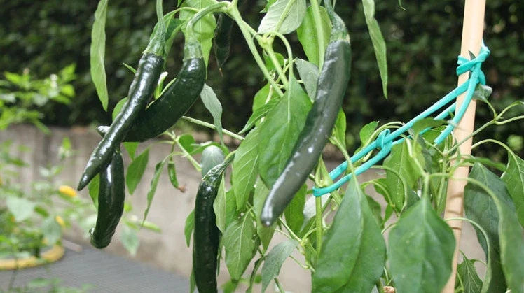 Pasilla Bajio Pepper Seeds – Mildly Hot & Sweet, Slender 8-14 Inch, Capsicum annuum, Culinary, Garden, Salsas
