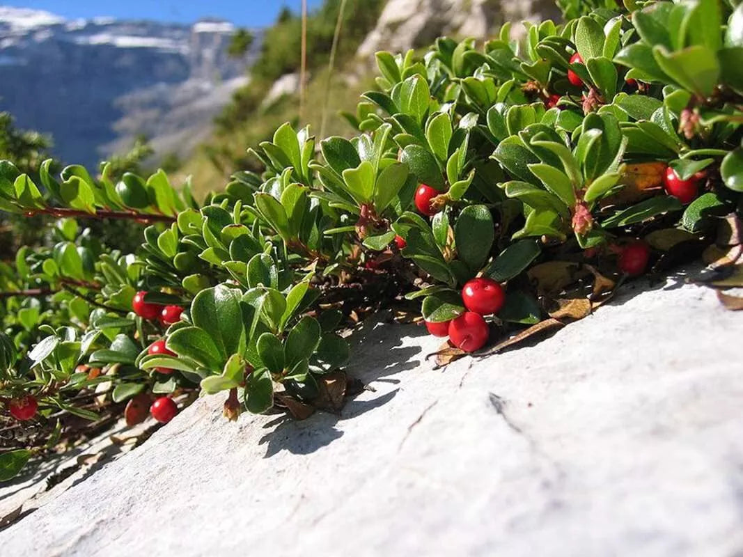 Bearberry Seeds for Planting - 15 Seeds, Ground Cover, Arctostaphylos uva-ursi, Erosion Control, Drought Tolerant