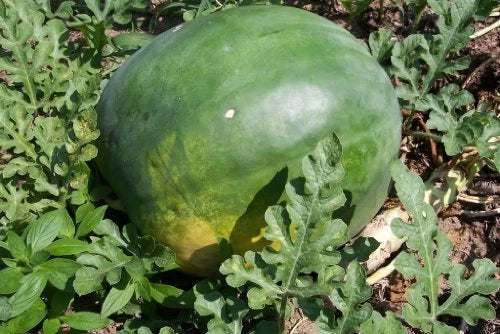 Florida Giant Watermelon Seeds - Non-GMO Citrullus lanatus for Large, Juicy Watermelons - Pack of Seeds