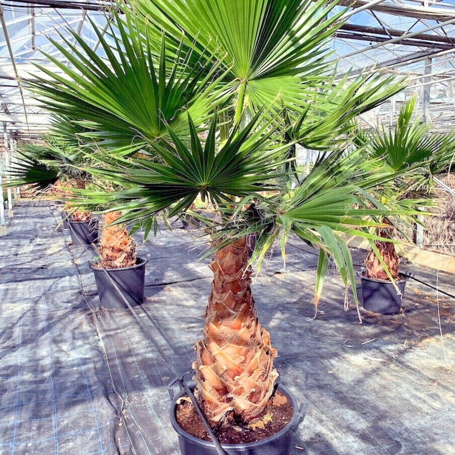 Mexican Fan Palm Tree Seeds - 10 Pack, Tropical Exotic, Cold Hardy, Washingtonia robusta, Fan-Shaped Leaves