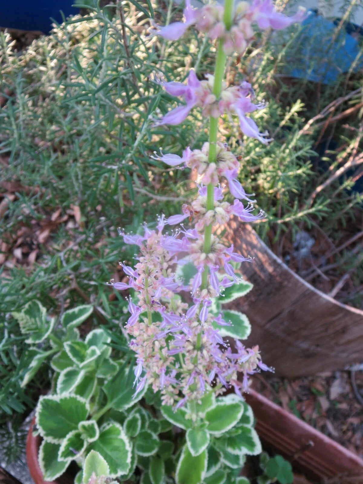 Variegated Cuban Oregano Cuttings - 4 Fresh Unrooted Edible Herb Plants Plecranthus amboinicus