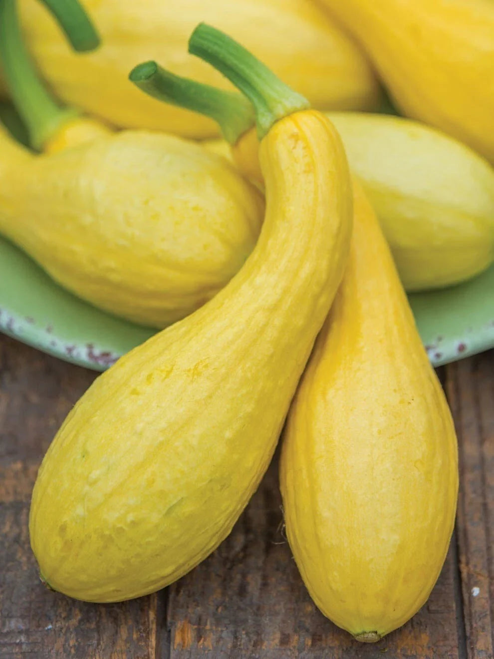 Early Summer Crookneck Squash Seeds – Heirloom Organic Non-GMO, Curved Yellow Variety, 25 Seeds, Cucurbita pepo