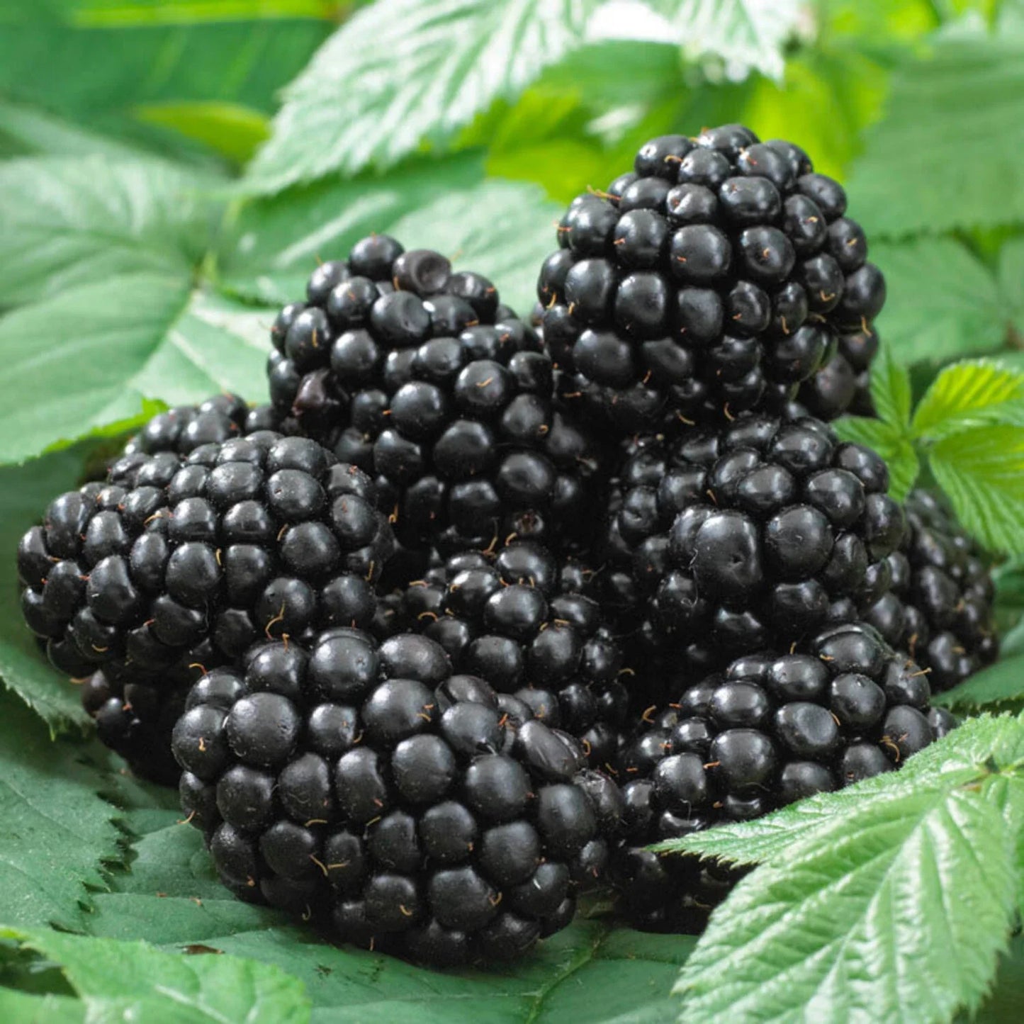 Thornless Blackberry Live Plant | 8+ Inch Rubus 'Black Satin' Disease-Resistant, Easy Care, Sweet Berries