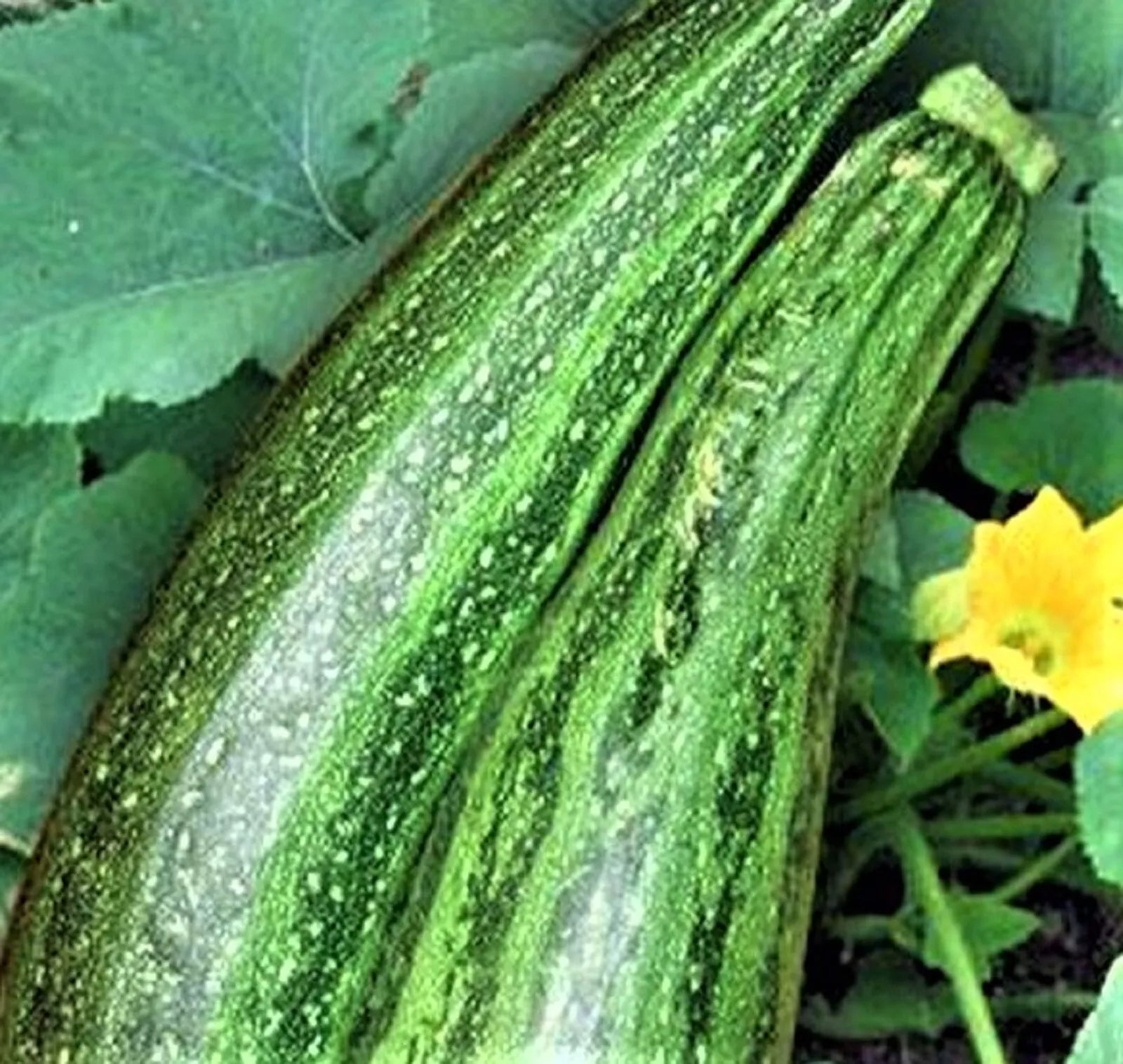 Caserta Zucchini Seeds – Non-GMO Cucurbita pepo Heirloom Vegetable Garden Seeds for Home Growing
