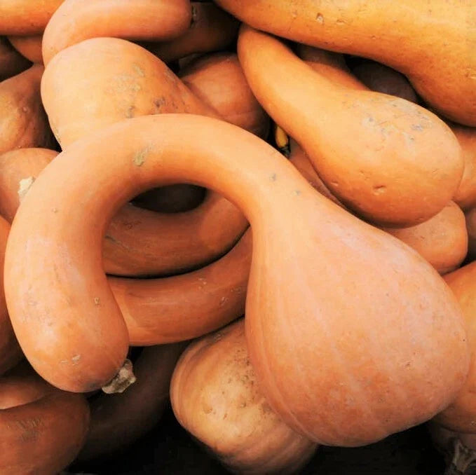 Turkey Neck Pumpkin Seeds, Pennsylvania Dutch Long Crookneck Squash, Heirloom Cucurbita pepo, Decorative & Culinary Seeds