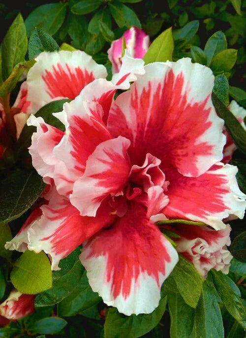 Azalea Starter Plant - Red & White Bi-Color - Rhododendron spp. - Deciduous, Compact, 4-inch Pot
