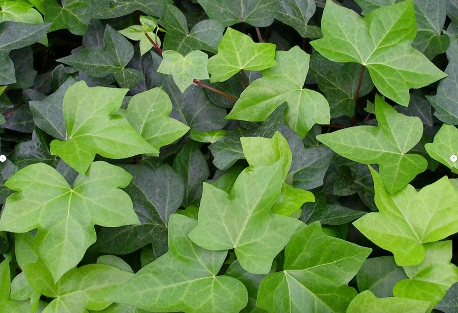Live English Ivy Groundcover 1L Bare Root Hedera Helix 10 Pieces for Garden Landscaping and Climbing