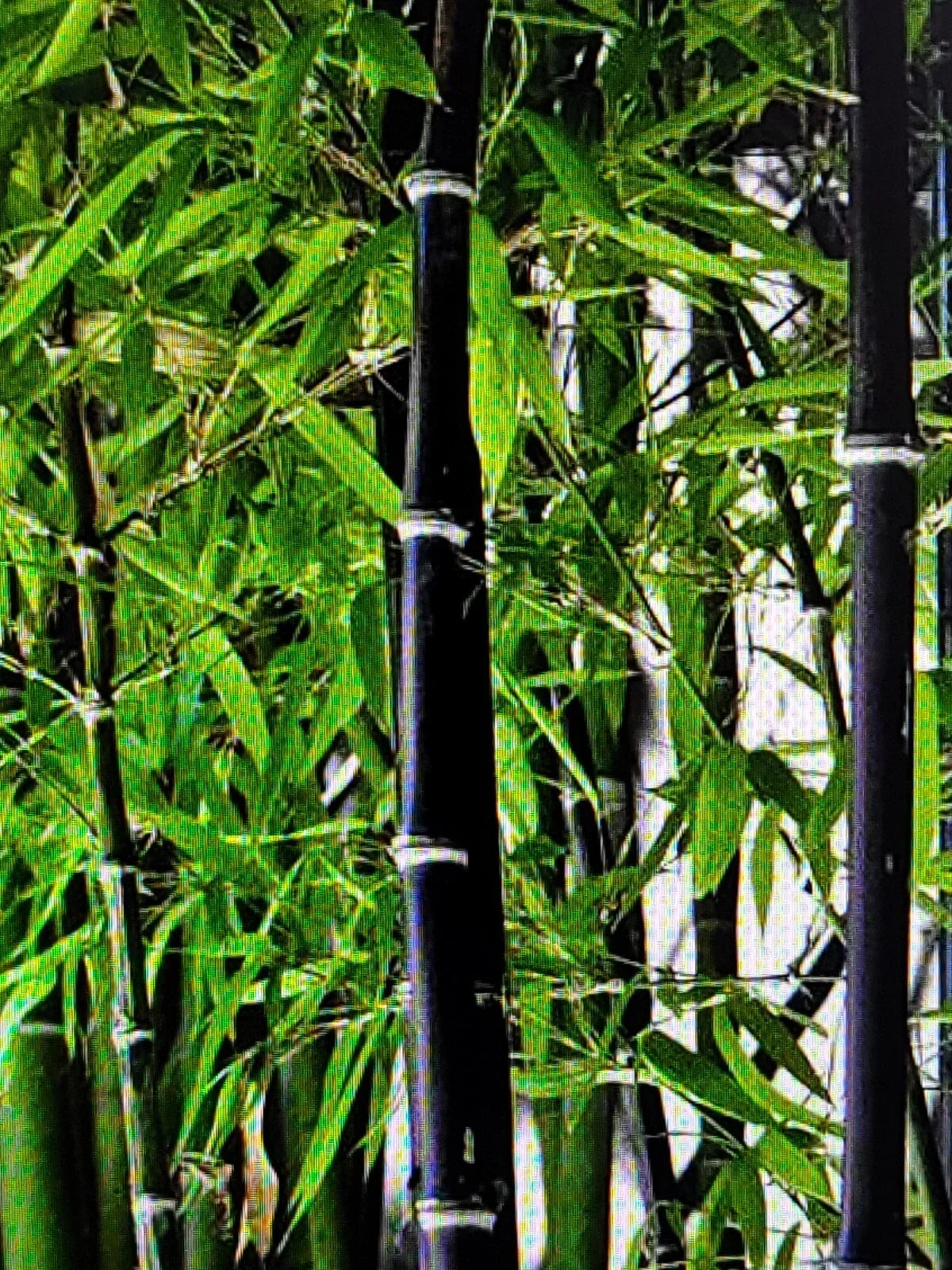 Live Black Bamboo Rhizomes Phyllostachys Nigra - Two Plant Set for Landscaping