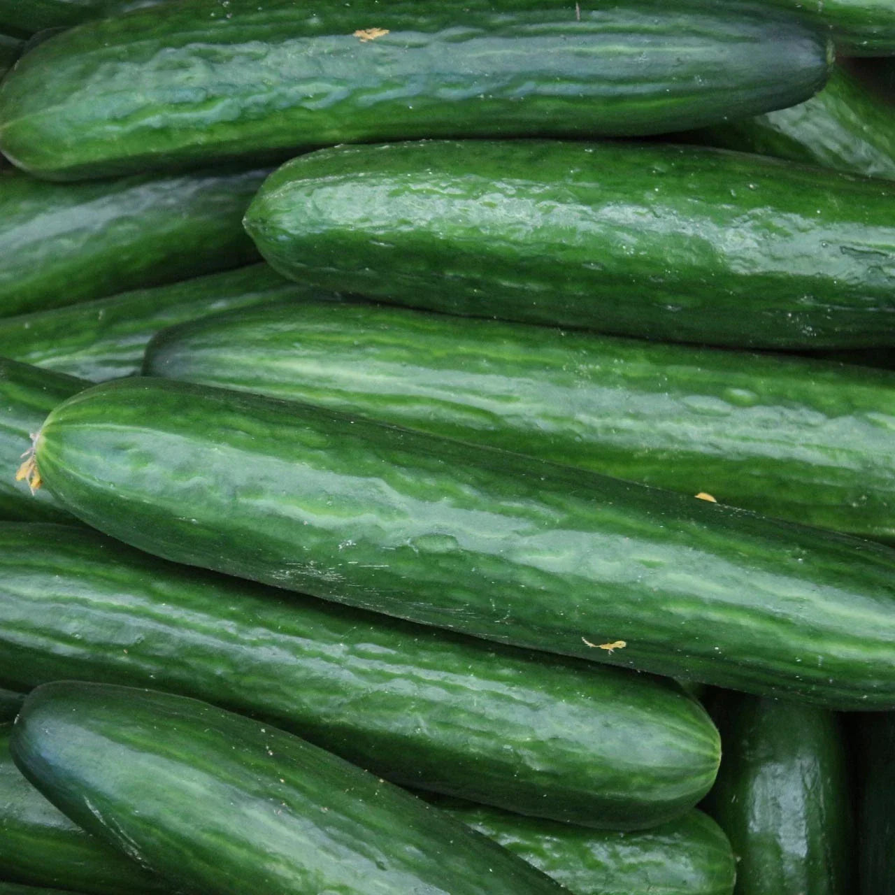 Heirloom Straight Eight Cucumber Seeds - Organic Non-GMO Vegetable Seeds