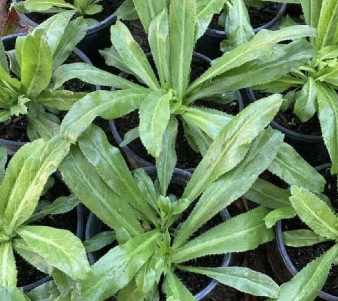 Culantro Seeds Pack of 1000+ | Recao, Long Coriander, Thai Parsley | Eryngium foetidum Herb for Cooking & Gardening