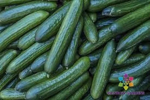 Diva Cucumber Seeds - 25+ Pack, Cucumis sativus, Non-GMO Vegetable Seeds for Garden Planting, Vining, Full Sun, USA Grown