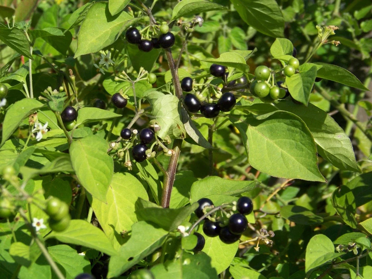 Huckleberry Seeds - 45 Pack - Garden Huckleberry Vaccinium spp. - Non-GMO, Easy to Grow, Berries for Home Gardens