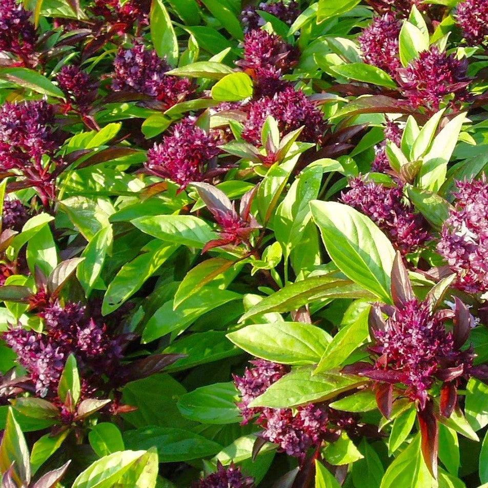 Siam Queen Thai Basil Seeds - Horapha Bai Krapao Variety for Herb Garden, Culinary Use, Organic, Non-GMO, 500mg