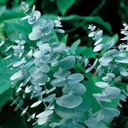 Eucalyptus Seeds for Planting 50 Pack - Eucalyptus globulus, Aromatic Foliage, Dried Flowers & Decor
