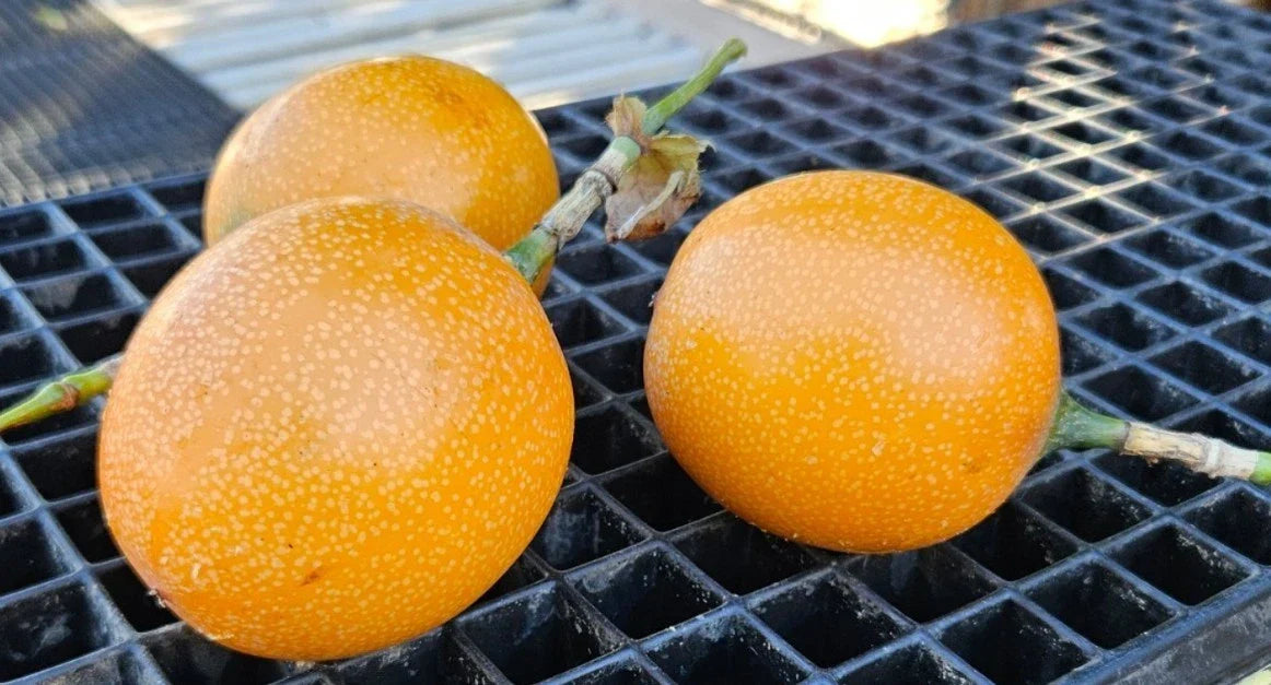 Sweet Granadilla Plant Rooted Plug - Passiflora ligularis Yellow Passion Fruit Live Plant
