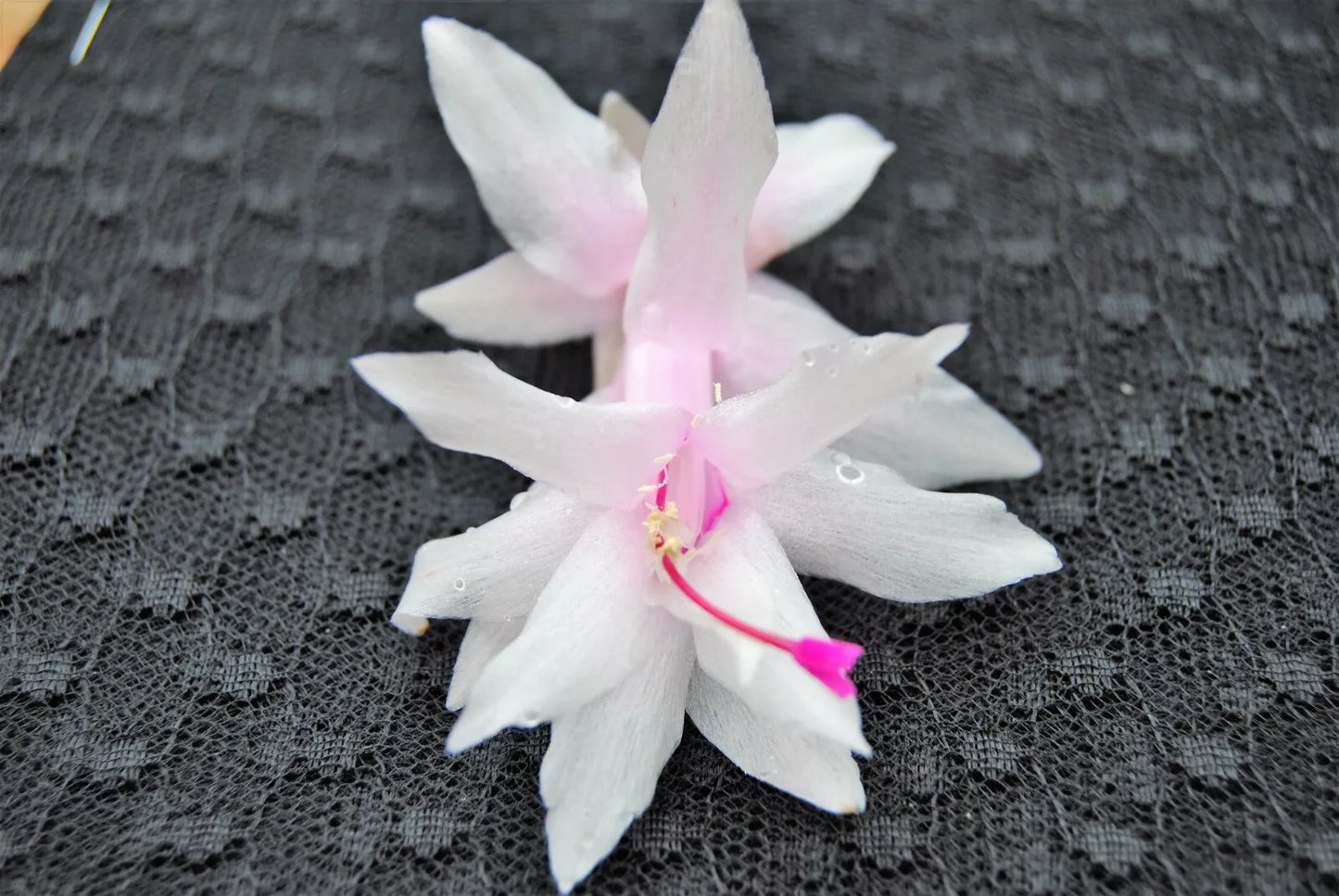 Christmas Cactus Starter Plant - Island Pearl Schlumbergera Truncata - Well-Rooted Indoor Plant for Home Decor & Gifting